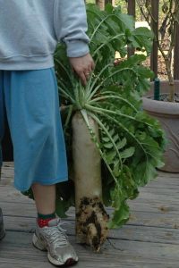 Garden Planning: Taking Stock Image